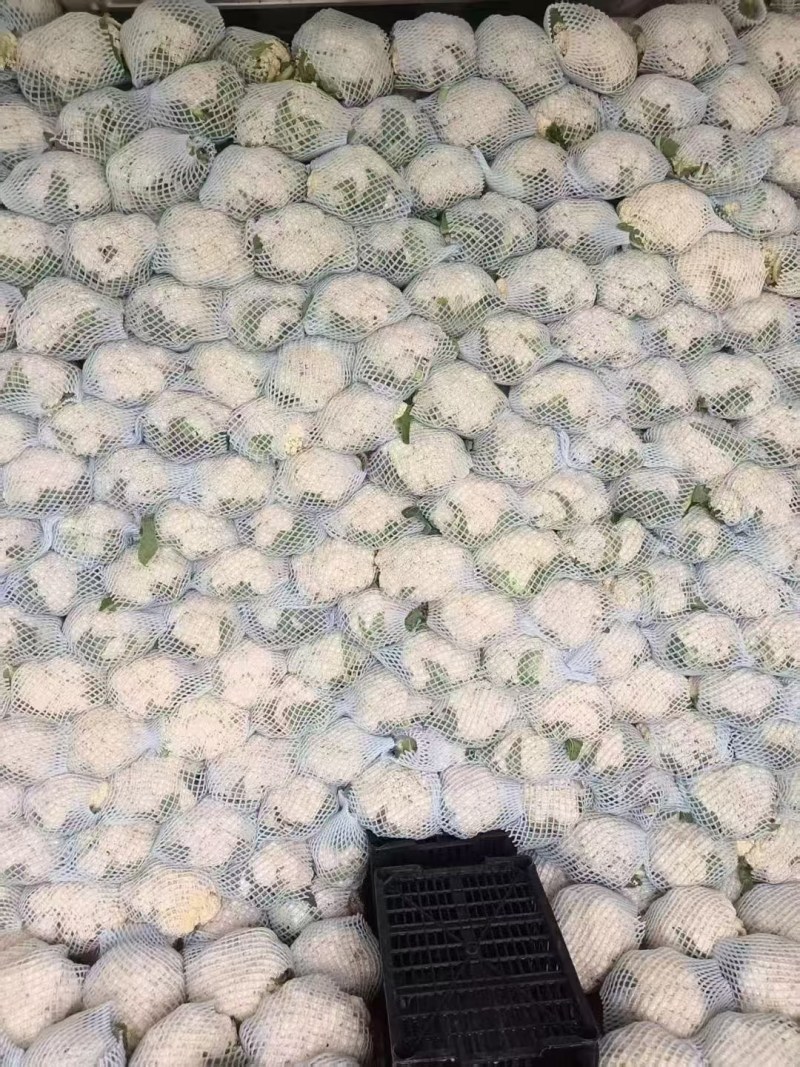 《推荐》河北有机花菜散花花椰菜松花菜基地直发全国