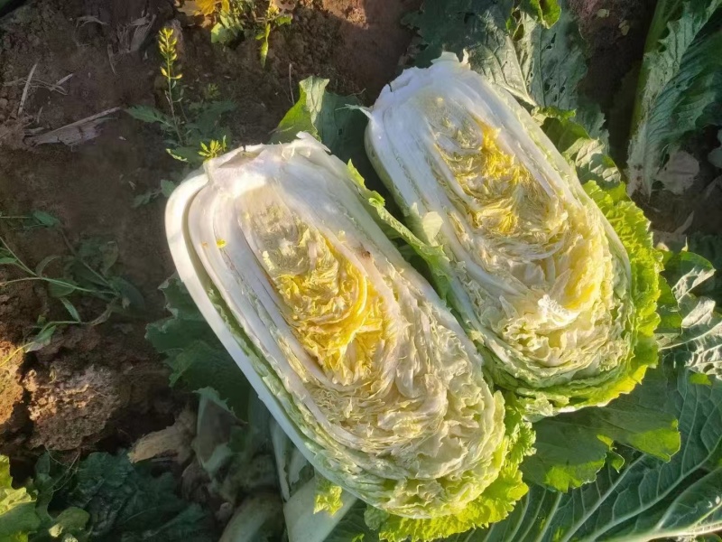 《畅销》北京3号白菜大量上市中基地直发对接全国一条龙服