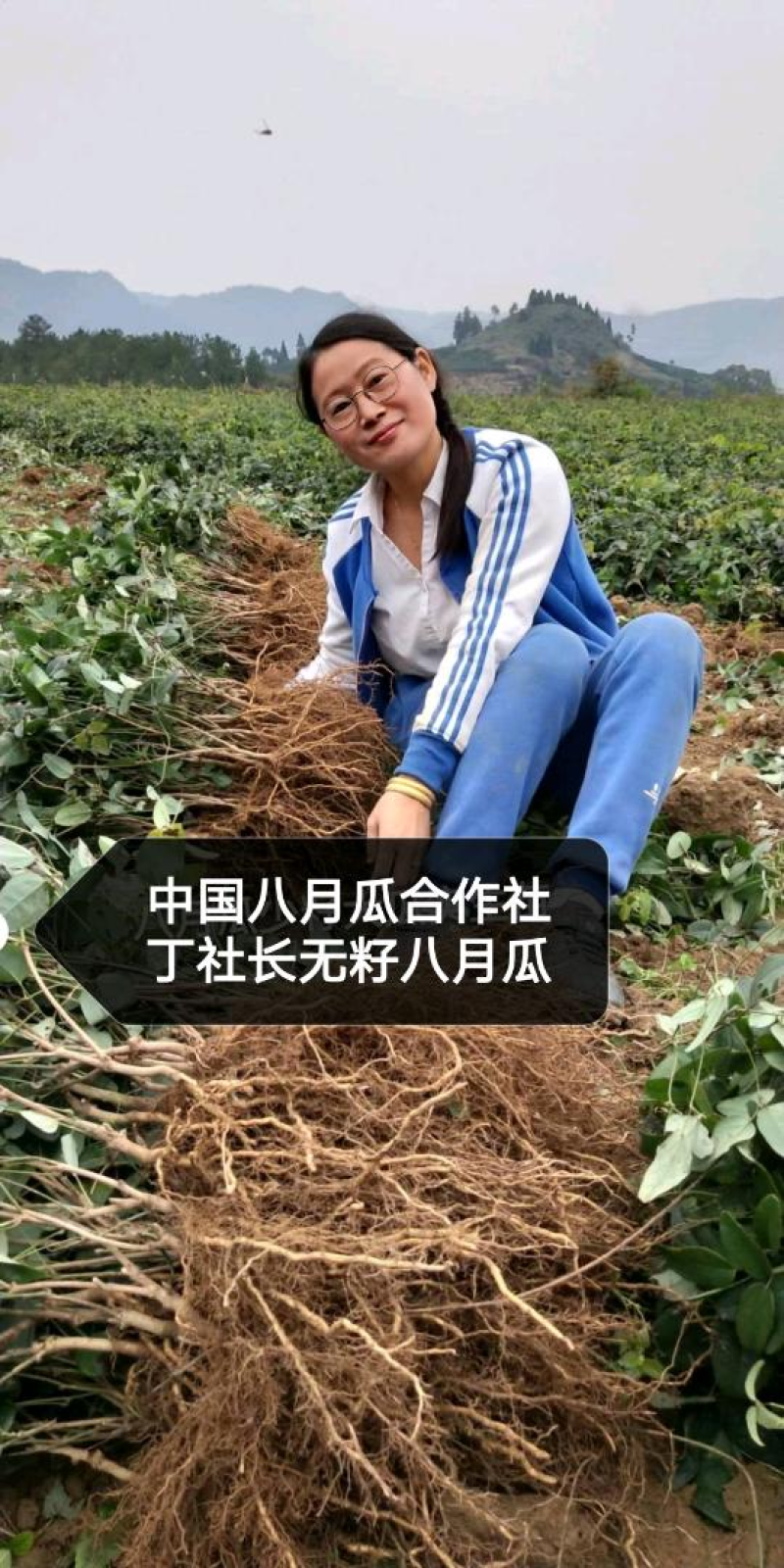 丁社长无籽八月瓜杯苗四季可种1株试种创业**签约包收