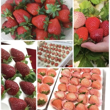蛋糕店，奶茶店，冰糖葫芦，专用妙香批发零售