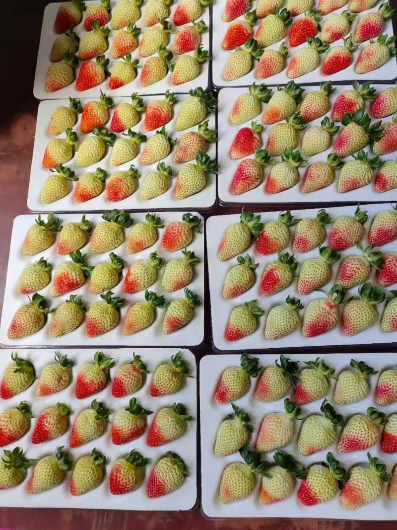 蛋糕店，奶茶店，冰糖葫芦，专用妙香批发零售