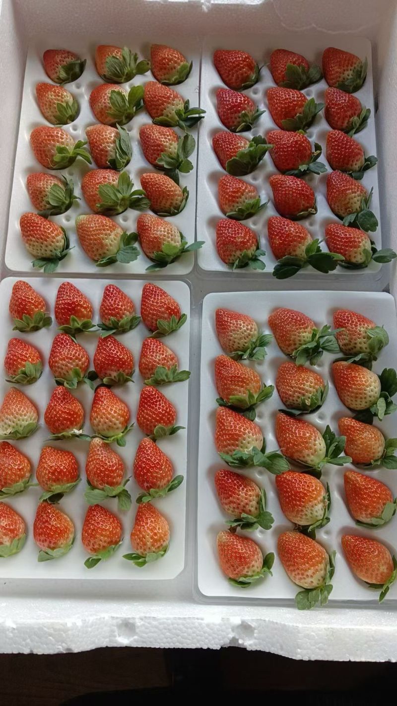 蛋糕店，奶茶店，冰糖葫芦，专用妙香批发零售