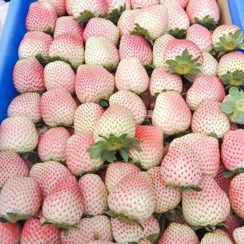 蛋糕店，奶茶店，冰糖葫芦，专用妙香批发零售