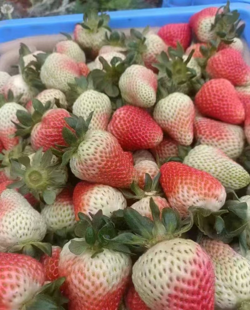 蛋糕店，奶茶店，冰糖葫芦，专用妙香批发零售