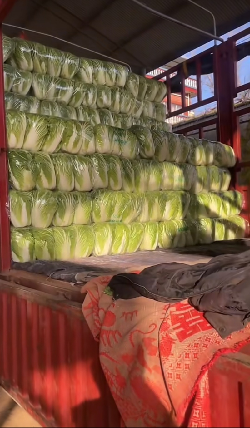 河南汝州大量直供，黄心白菜，品质好有保证，常年种植！