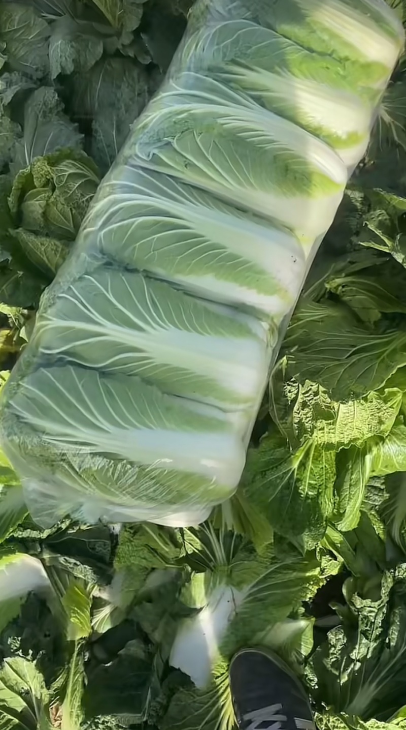 河南汝州大量直供，黄心白菜，品质好有保证，常年种植！