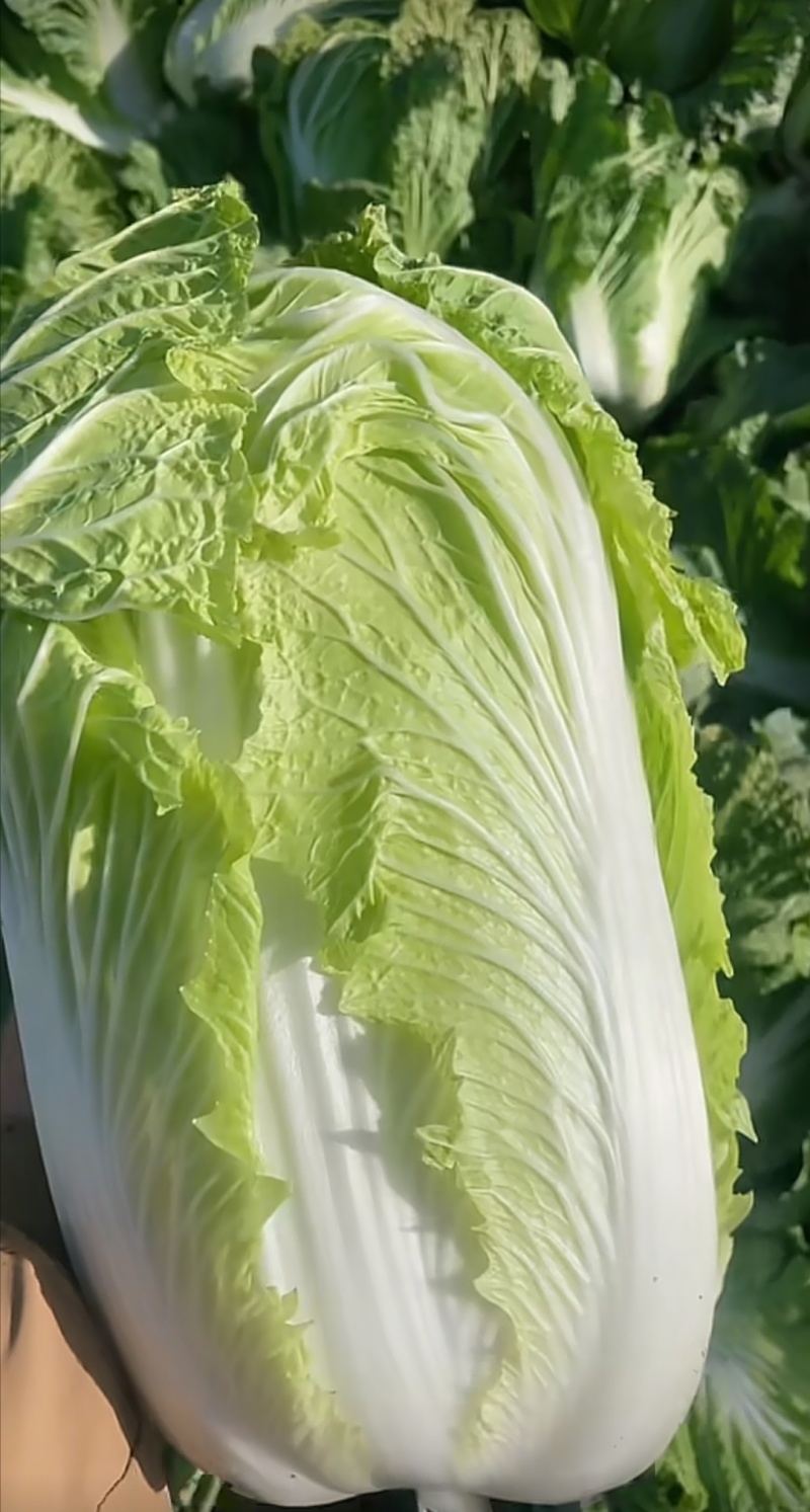 河南汝州大量直供，黄心白菜，品质好有保证，常年种植！