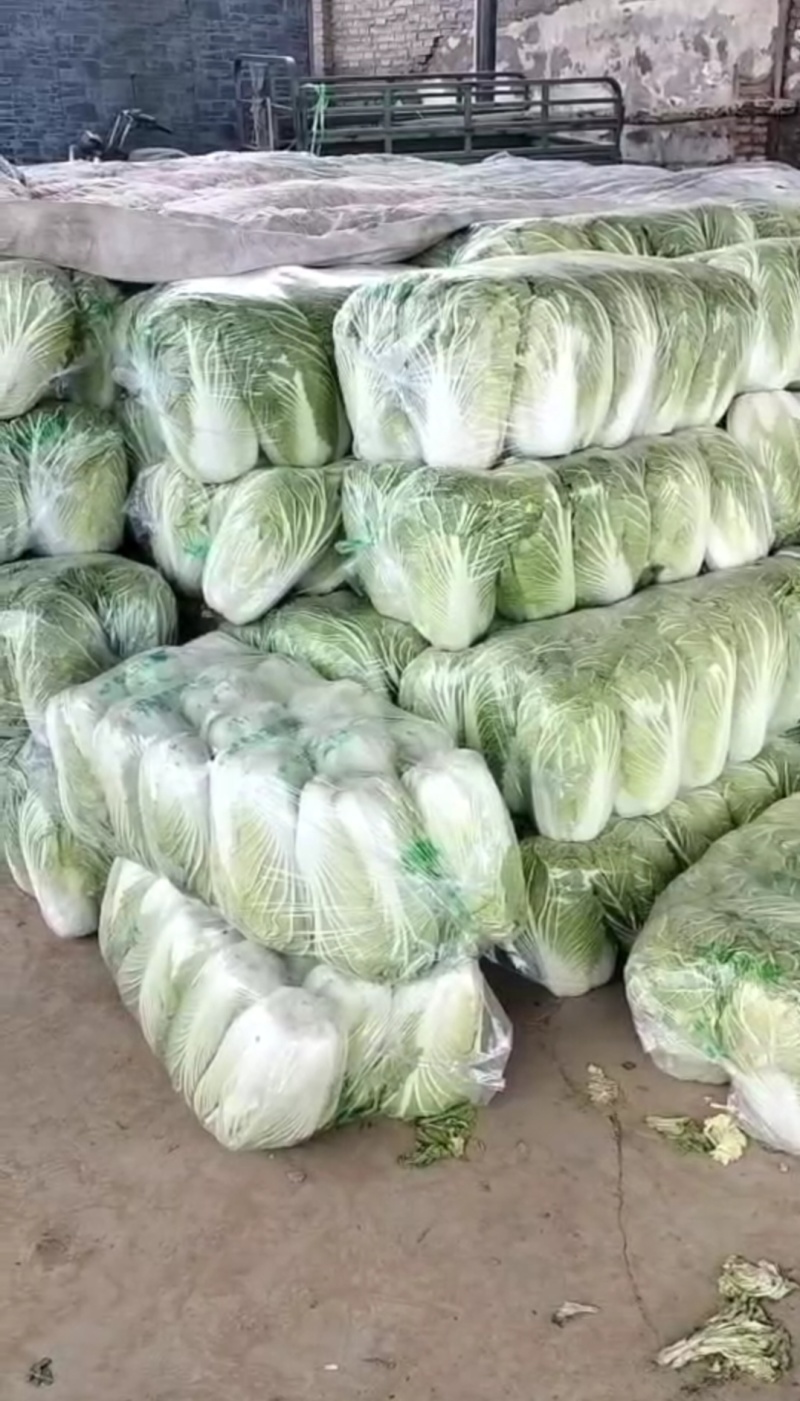 河南汝州大量直供，黄心白菜，品质好有保证，常年种植！