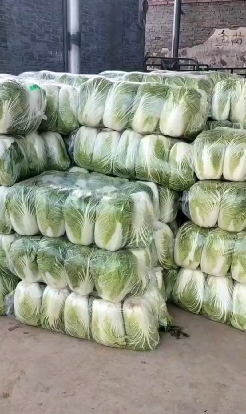河南汝州大量直供，黄心白菜，品质好有保证，常年种植！