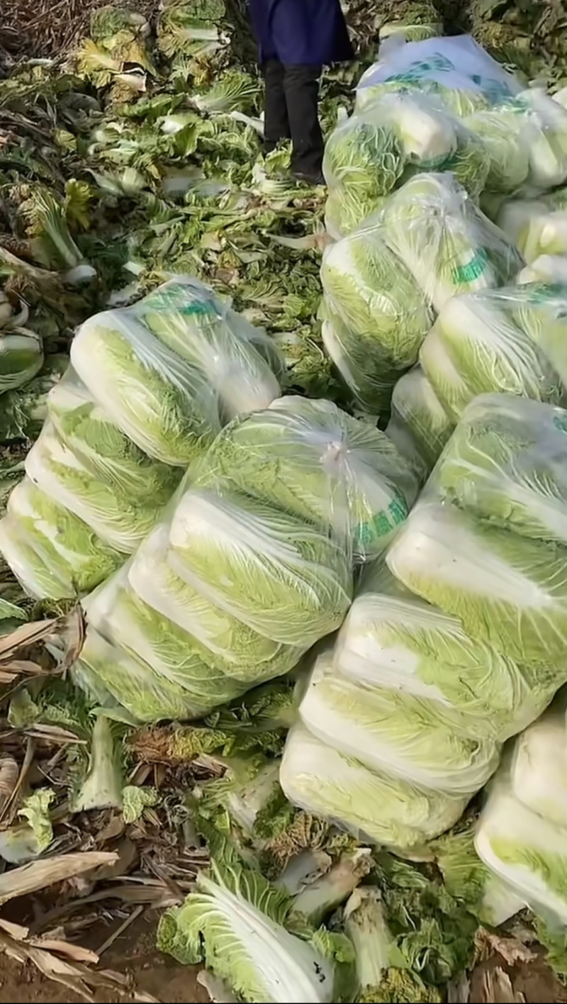河南汝州大量直供，黄心白菜，品质好有保证，常年种植！