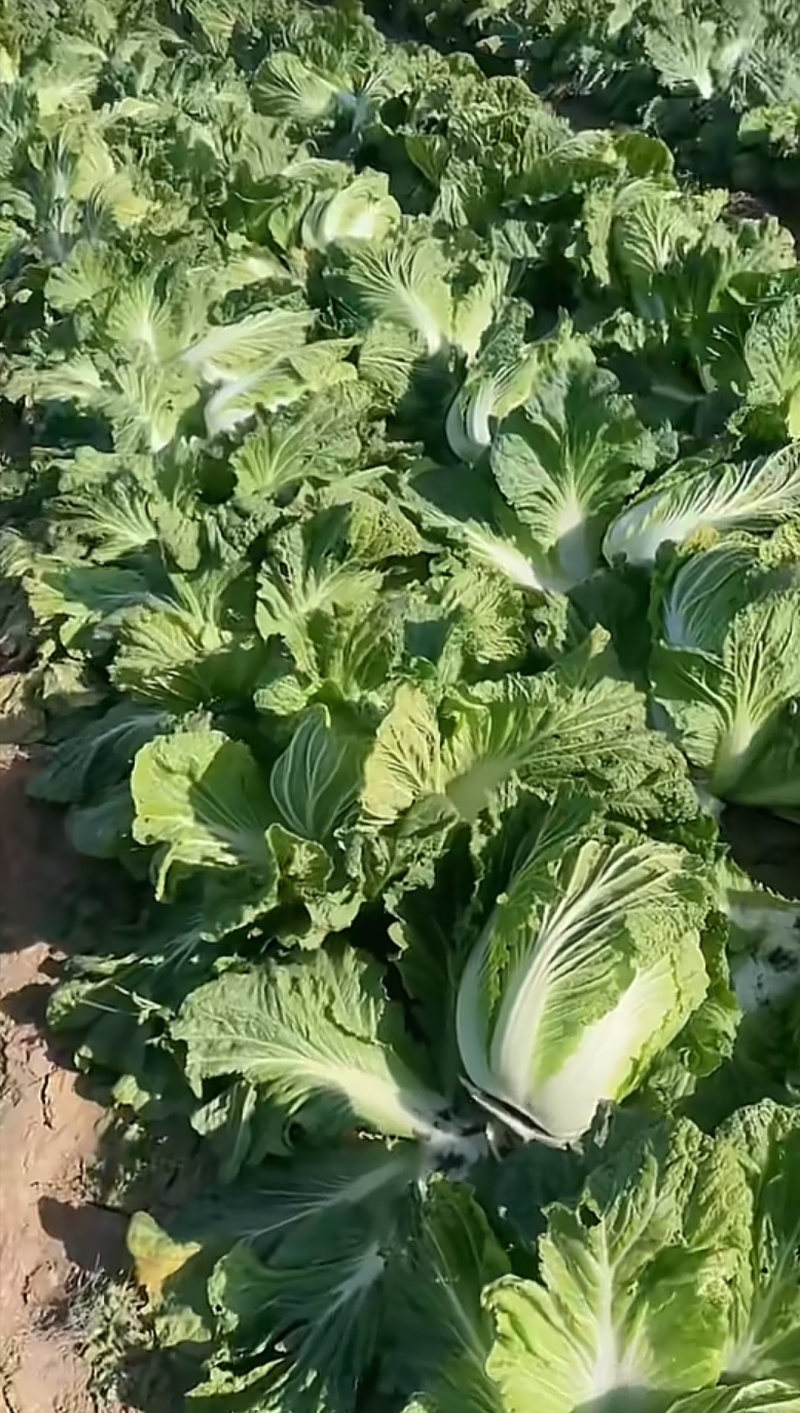 河南汝州大量直供，黄心白菜，品质好有保证，常年种植！