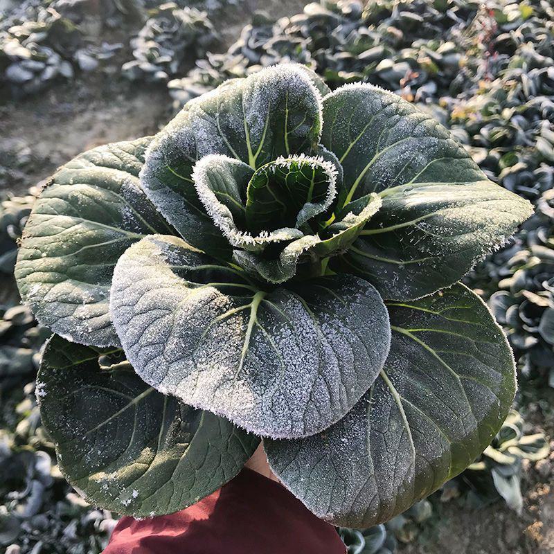 苏亚雷斯苏州青种子青梗菜油亮黑叶春夏秋冬四季越冬耐寒蔬菜