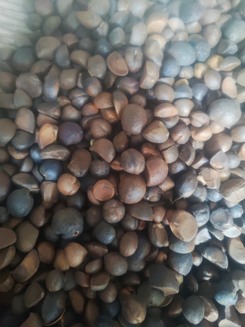 油茶小籽