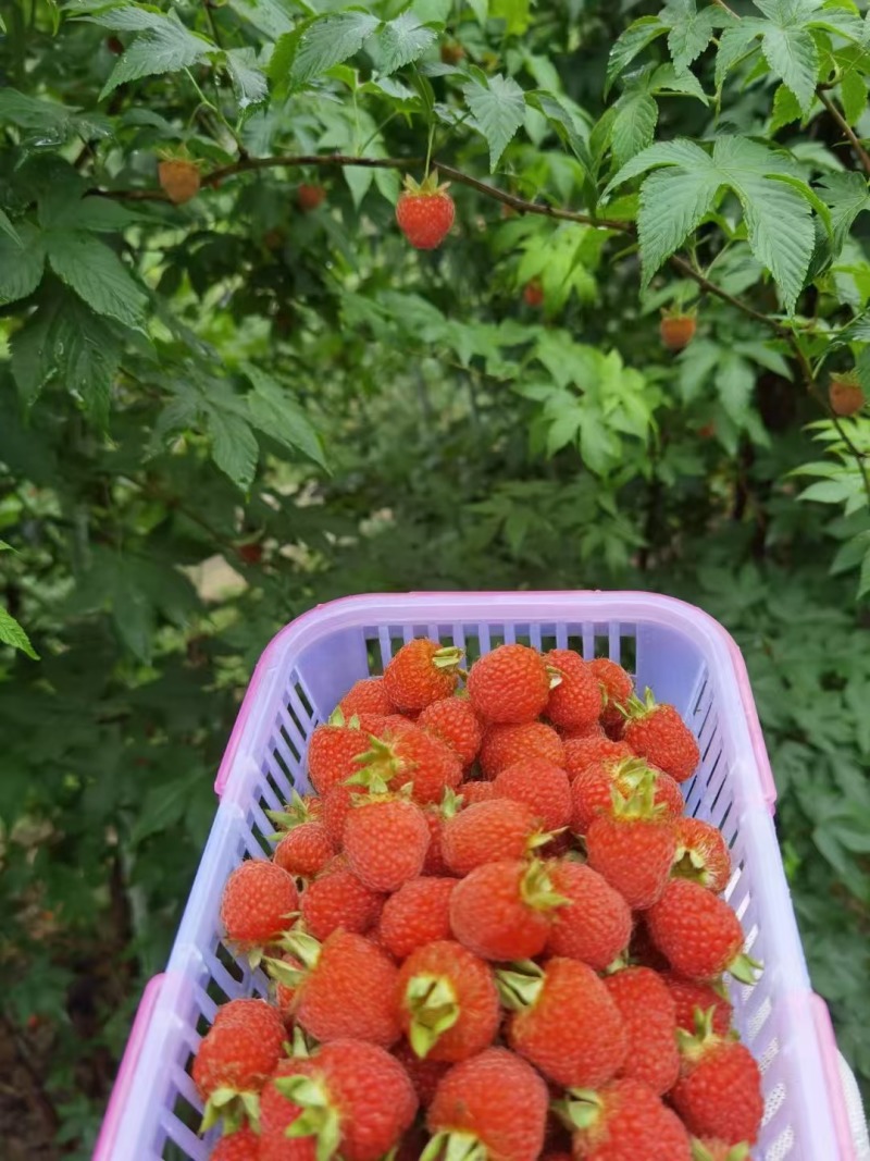 （药食同源）覆盆子苗