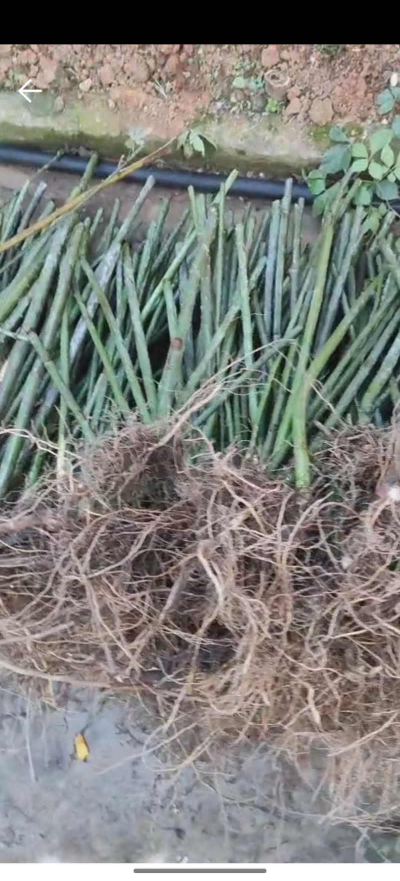 （药食同源）覆盆子苗