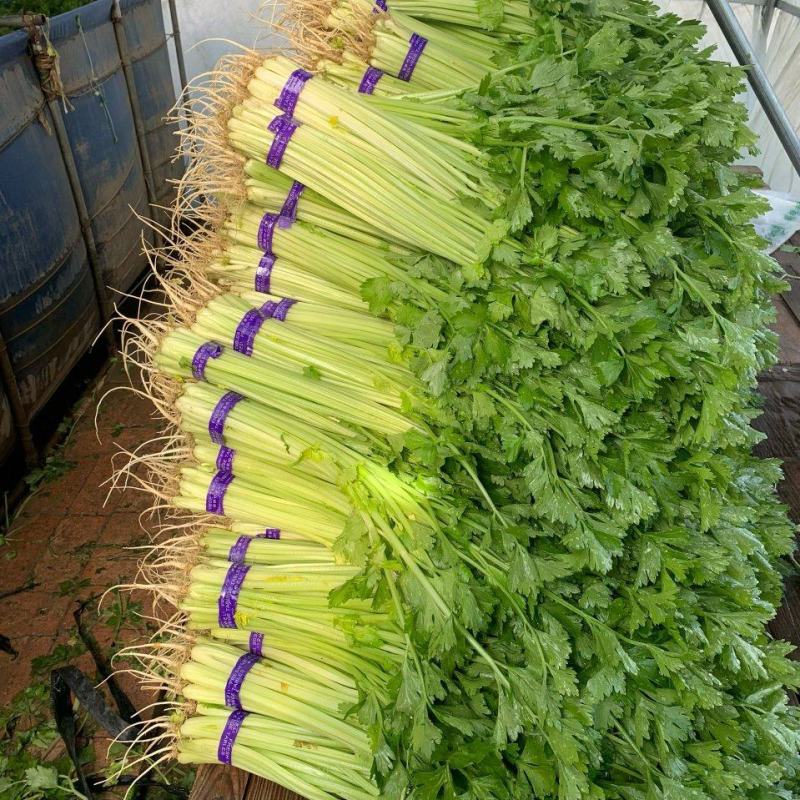 【香芹】精品香芹
