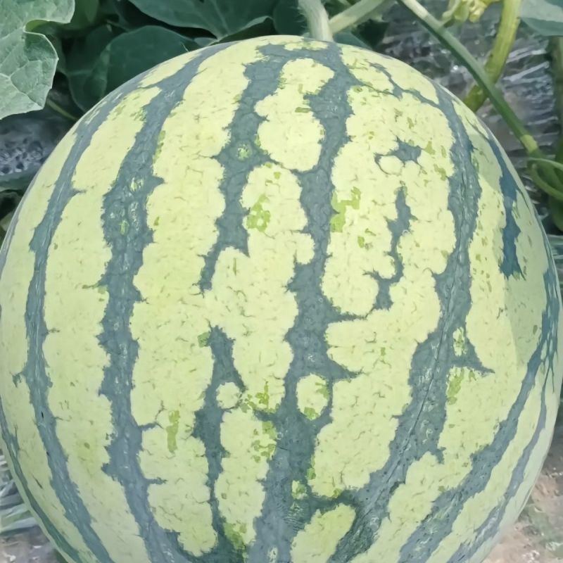 园翼特抗早佳8424西瓜种子早熟抗病抗裂皮薄高产口感好