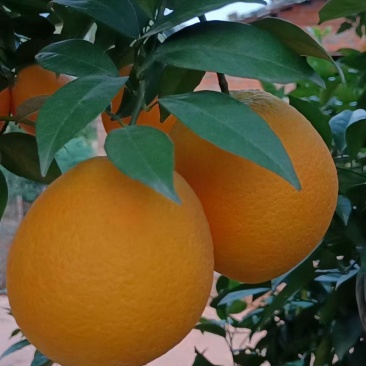 湖北枝江脐橙