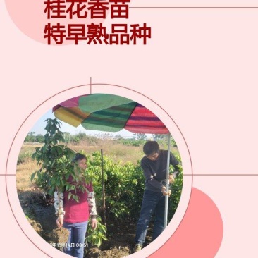 特早熟枝桂花香苗