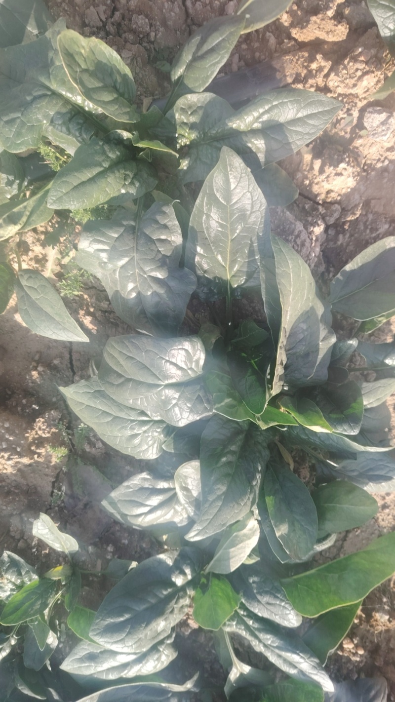 趴地菠菜产地直采一手货源大量现货供应超市电商批发市场