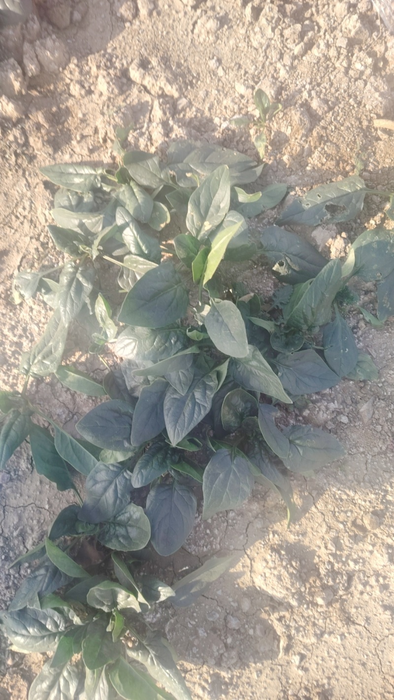 趴地菠菜产地直采一手货源大量现货供应超市电商批发市场