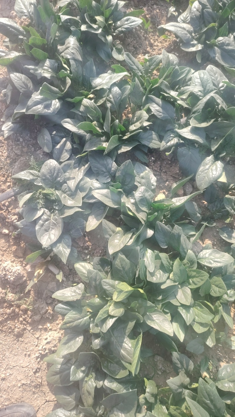 趴地菠菜产地直采一手货源大量现货供应超市电商批发市场