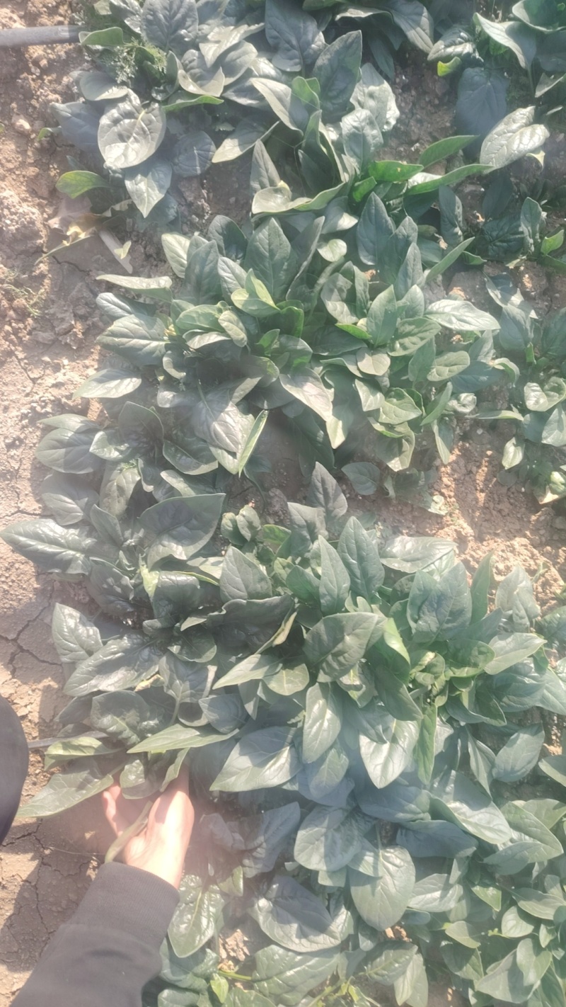 趴地菠菜产地直采一手货源大量现货供应超市电商批发市场