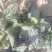 趴地菠菜产地直采一手货源大量现货供应超市电商批发市场