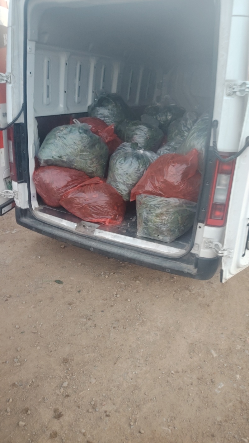 趴地菠菜产地直采一手货源大量现货供应超市电商批发市场