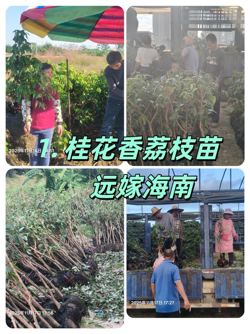 特早熟枝桂花香苗