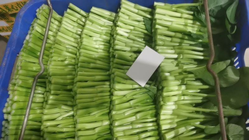 我想卖货广东精品菜心