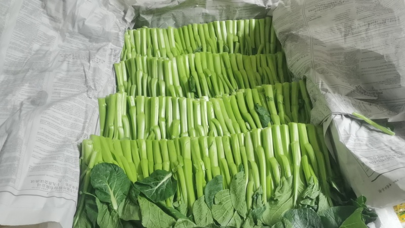 我想卖货广东精品菜心