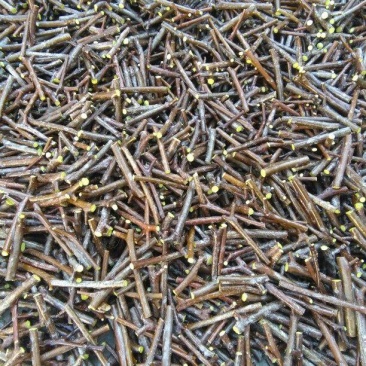 骏枣接穗枣树蜡封接穗苗木