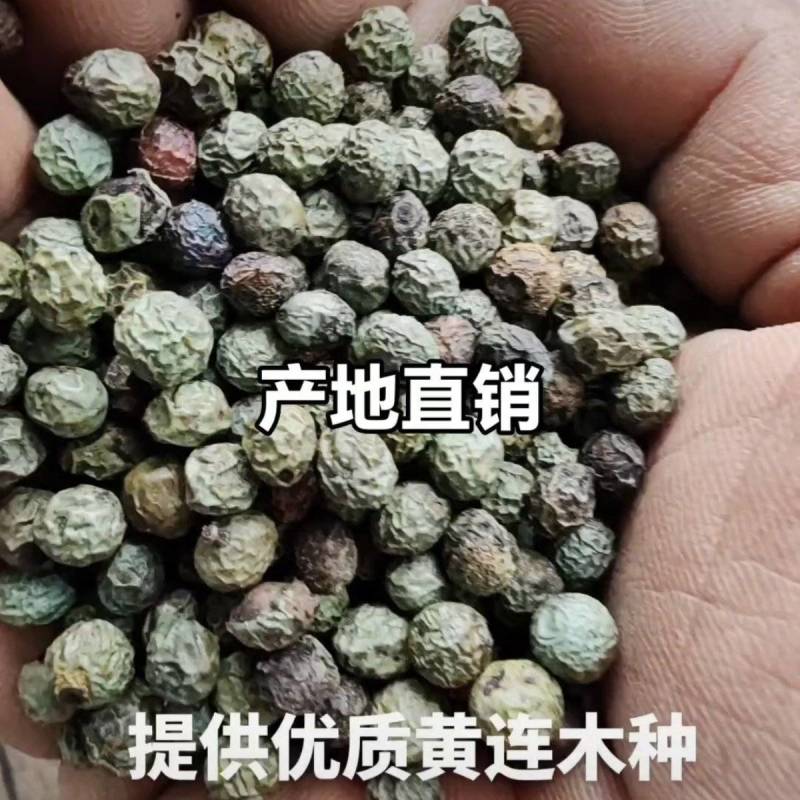 黄连木种子