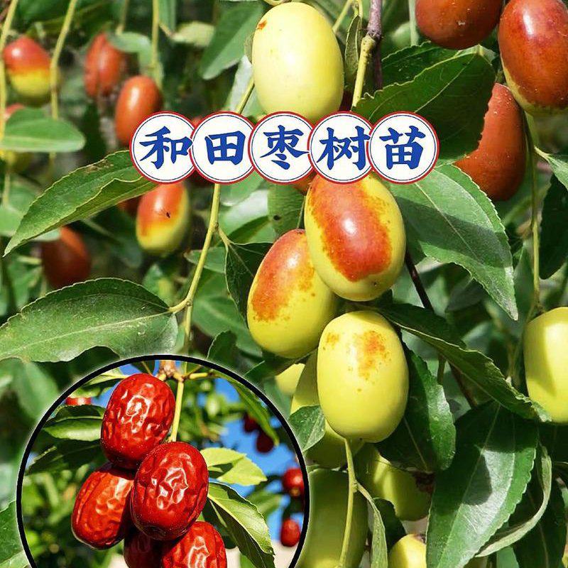 销售骏枣树苗(吆舞舞伞溜寺吆酒灵酒齐)，蜡封接穗