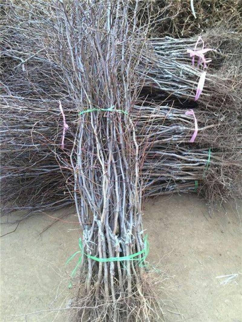 销售骏枣树苗(吆舞舞伞溜寺吆酒灵酒齐)，蜡封接穗