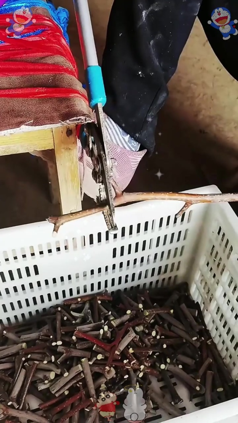 销售骏枣树苗(吆舞舞伞溜寺吆酒灵酒齐)，蜡封接穗