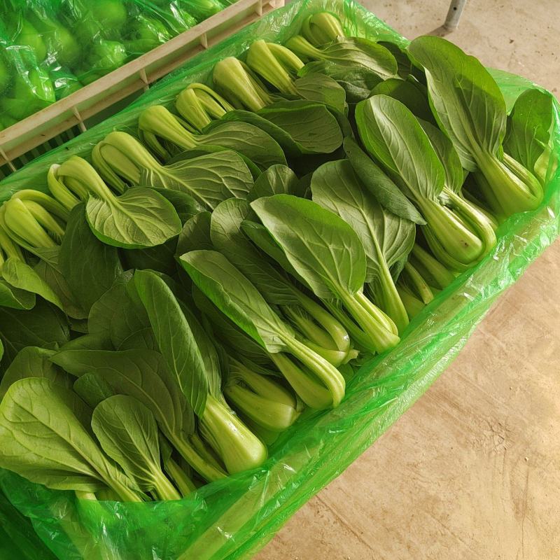 蔬菜，叶菜类，油菜，上海青