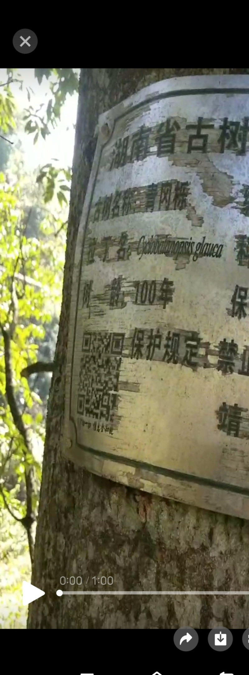 正宗青岗种子