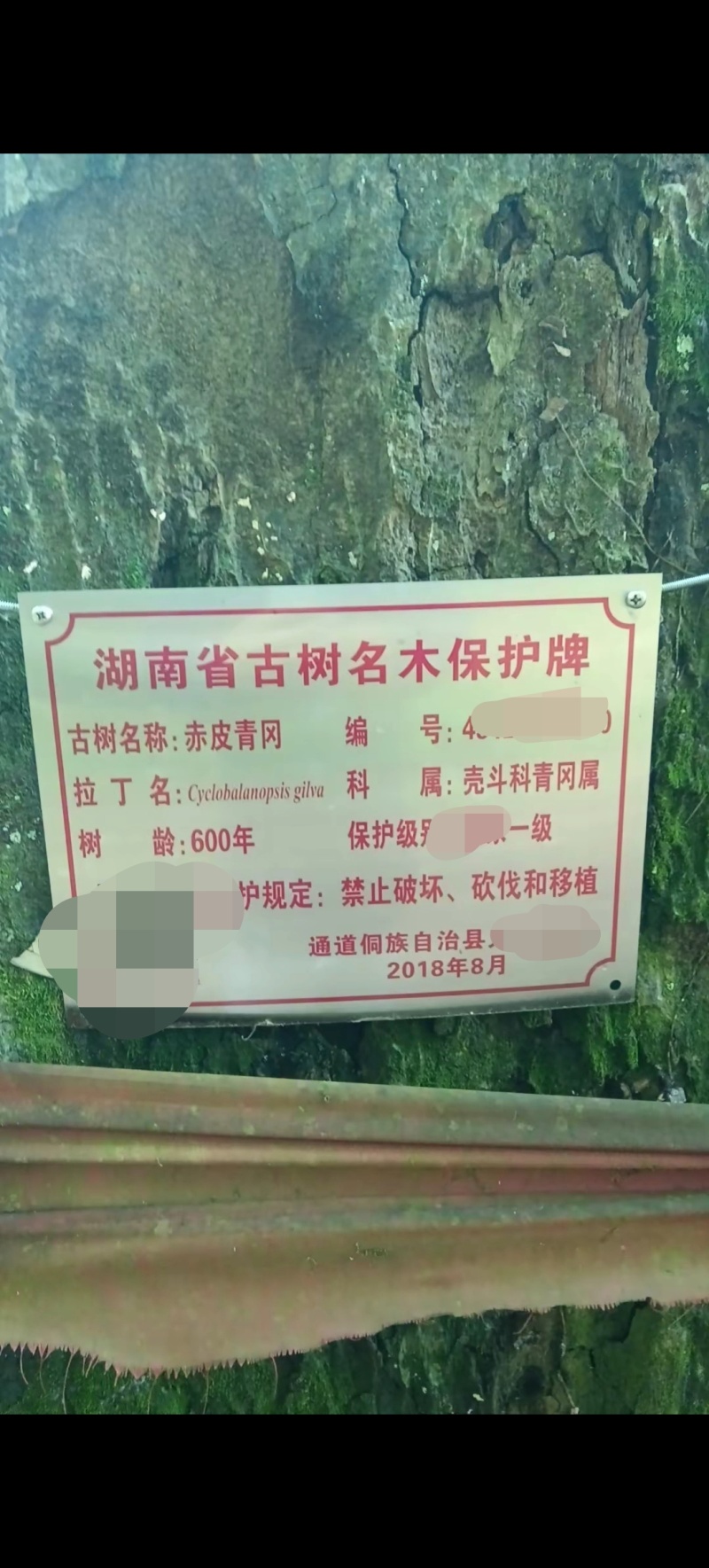 正宗青岗种子