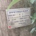 正宗青岗种子