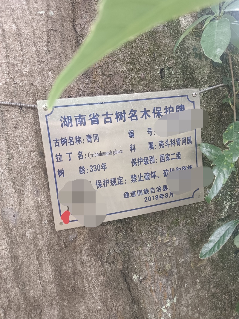 正宗青岗种子