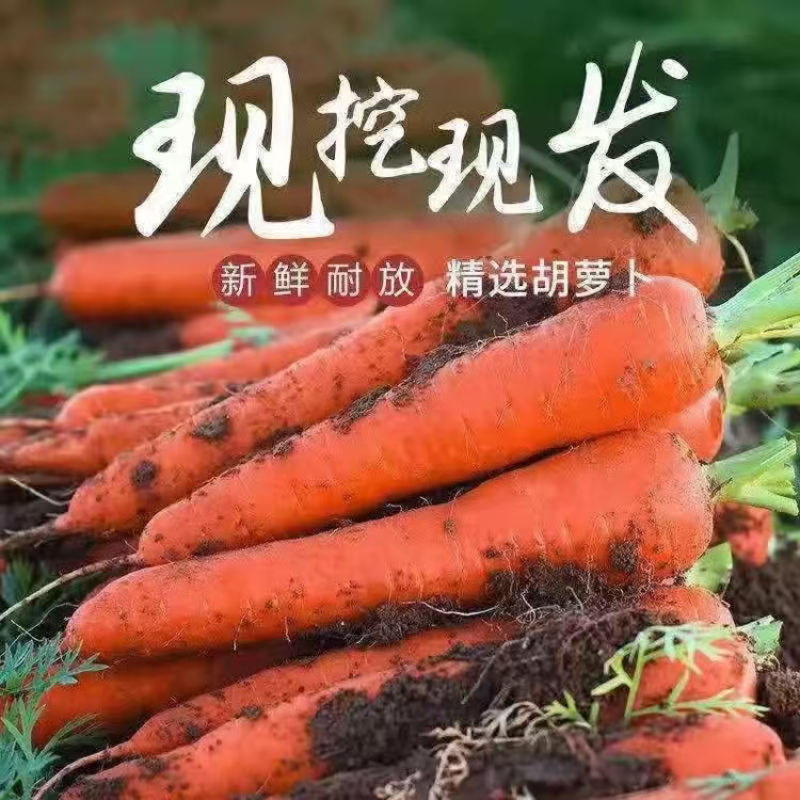 湖北精品三红胡萝卜大量上市品质保证量大从优一手货源