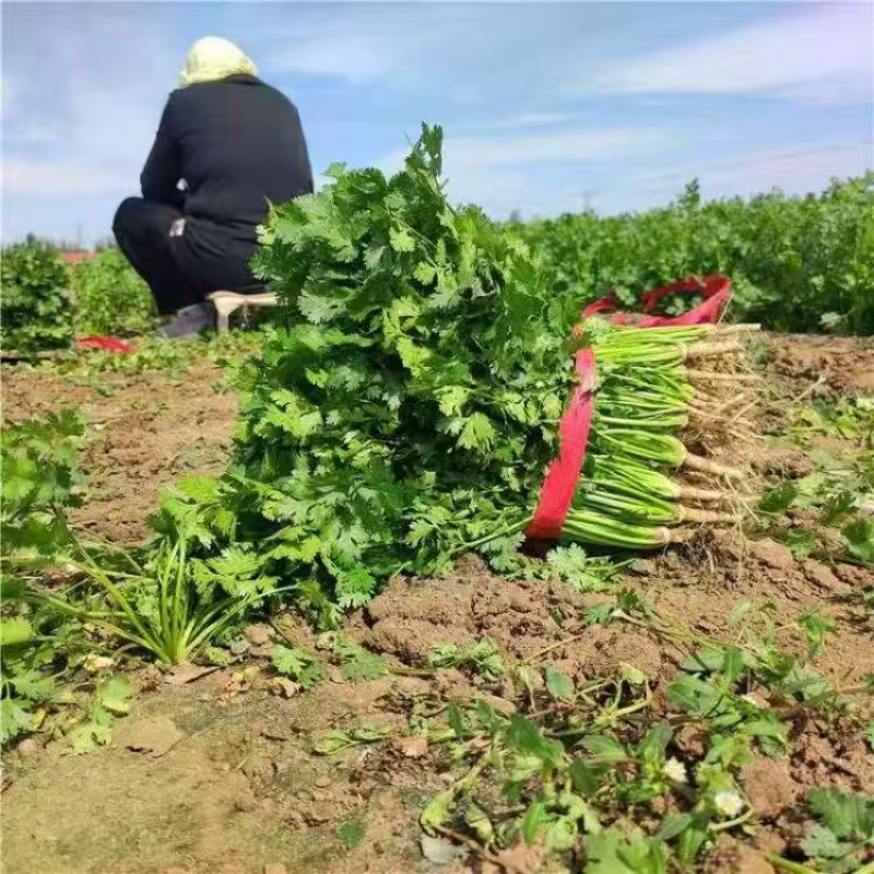 湖北精品小叶香菜大量上市品质保证量大从优一手货源