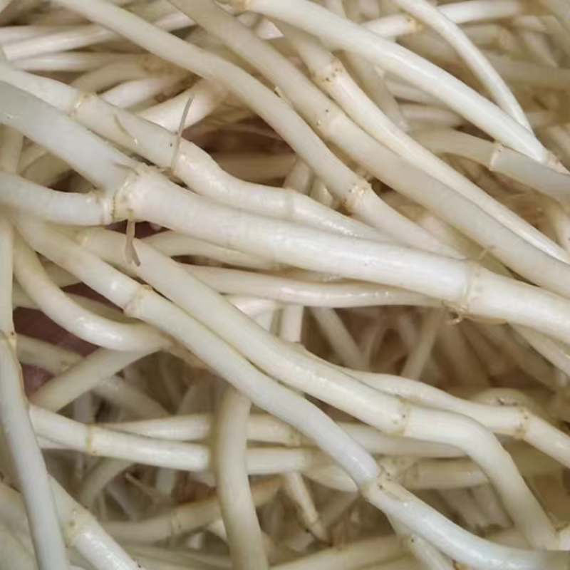 湖北精品鱼腥草折耳根大量上市品质保证量大从优