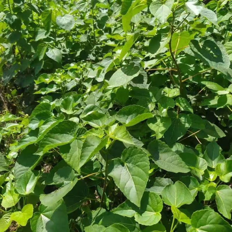 当季山桐子种子梧桐半霜红油葡萄椅水冬瓜水冬桐椅树斗霜红种