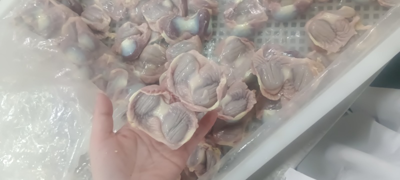 老鸡胗