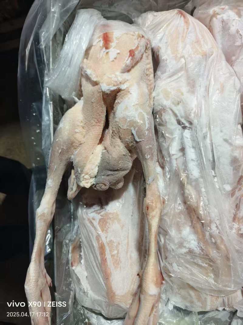 清远鹅，工厂直接发货，货源充足，全国各地都能发货