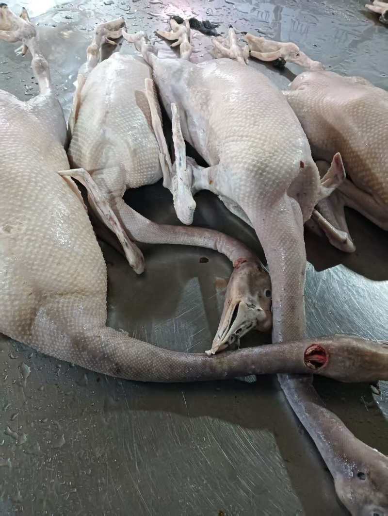 清远鹅，工厂直接发货，货源充足，全国各地都能发货