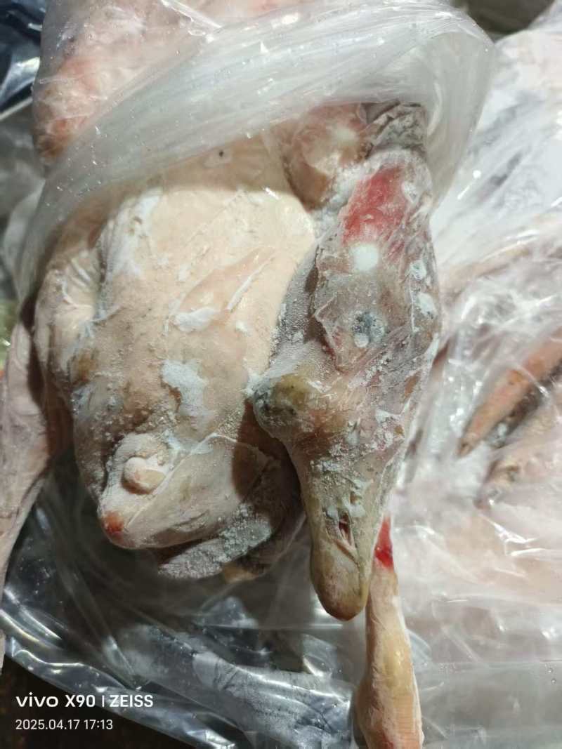 清远鹅，工厂直接发货，货源充足，全国各地都能发货